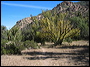 Tony Ranch in the Superstitions